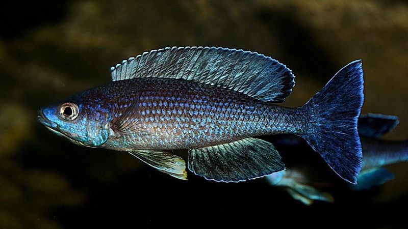 Cyprichromis sp. 'brilliant jumbo' (Speckleback Moba)